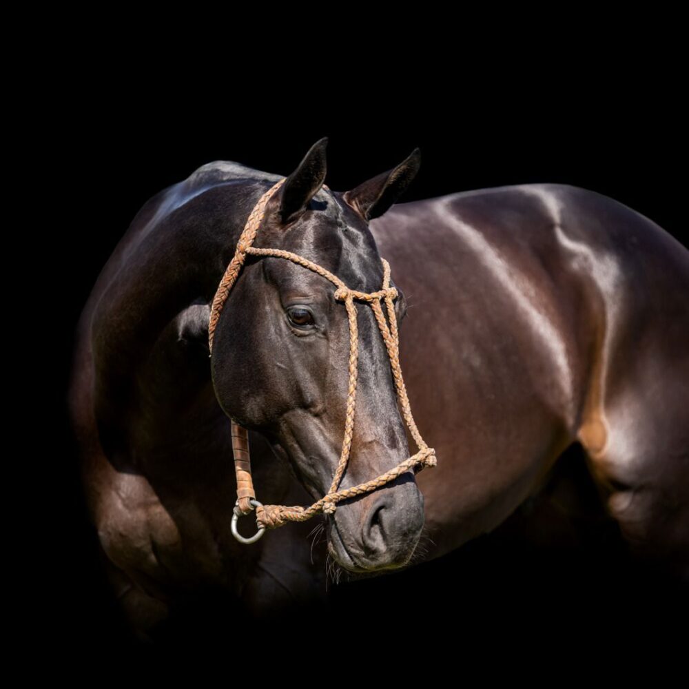 Image for Club News Item - Bid now for Lovelocks Shadow stallion fee and raise money for Macmillan Cancer Care