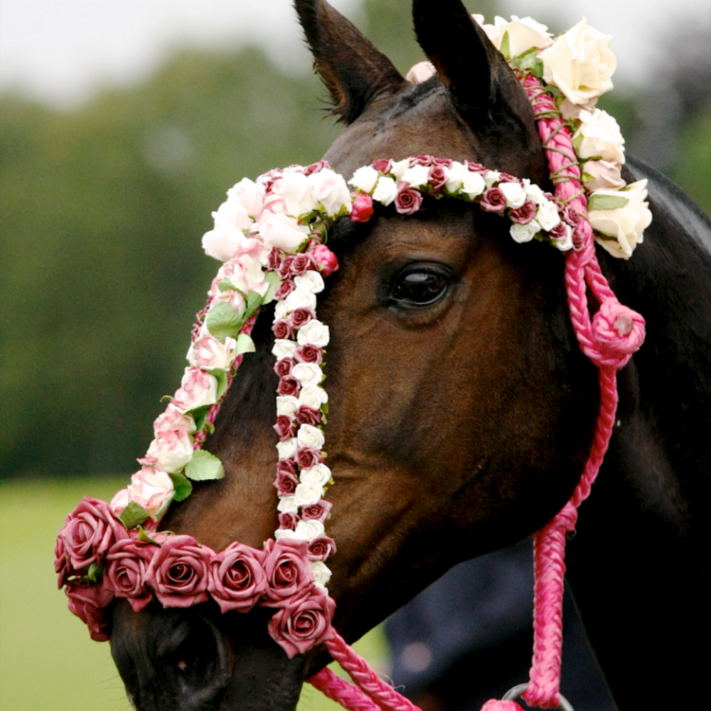 Image for Club News Item - Surrey Magazine Ladies Day Competition Terms & Conditions